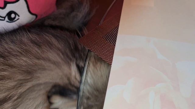 Таблетки для собак против блох и клещей - Simparica. смотреть онлайн