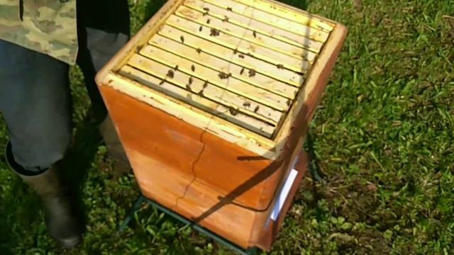 Пасека.Обработка пчел бипином. смотреть онлайн