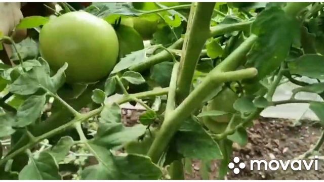 Сбор томатов продолжается , дегустация томата,, Золотые купола,, смотреть онлайн