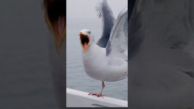 ДЕВУШКА ЧАЙКА В ДИСКОРДЕ || WOMAN MOMENTS ??? смотреть онлайн