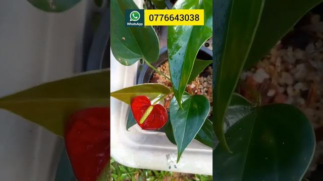 ලාබයි ලාබයි 😍😍 #anthurium #anthuriumplant #beautiful #flowers #anthuriumcare