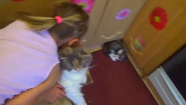 258. Котятам шотландской вислоухой 1 месяц.Что умеют котята в 1 месяц смотреть онлайн