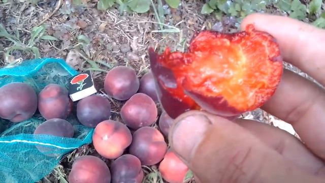 Черный абрикос сорт Мелитопольский надежный,стабильный,вкусный на 01.08