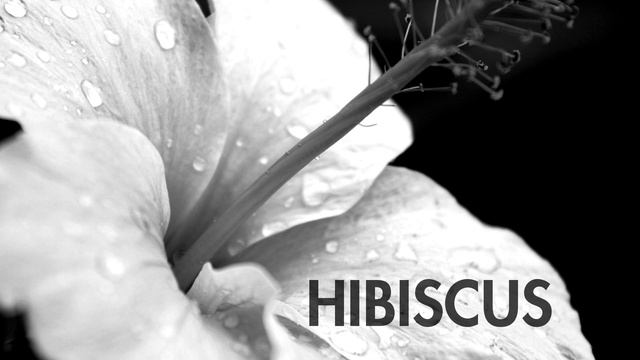 Xent Semilla - Hibiscus - La Semilla смотреть онлайн