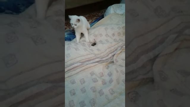 Кошка играет с мышкой смотреть онлайн