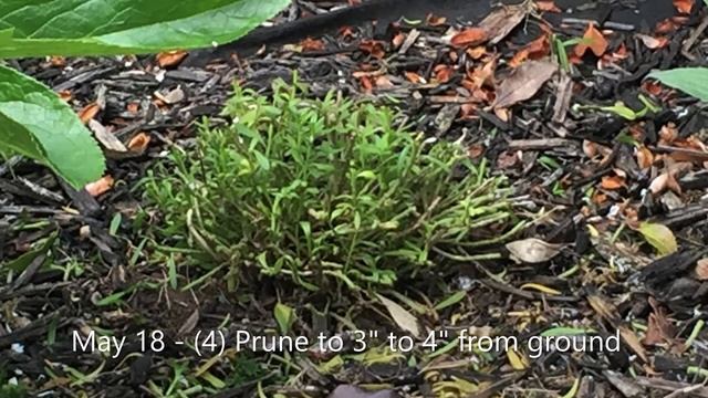 Candytuft (Iberis Sempervirens) - Did Not Rebloom - October 7 смотреть онлайн