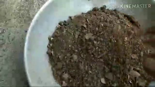 गजानिया प्लांट एक से अनेक कैसे बनाए ? #gazania plant propagation. смотреть онлайн