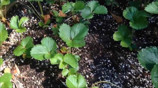 Strawberry Propagation UpDate смотреть онлайн