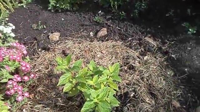 Хризантемы в саду осень 2018(продолжение) смотреть онлайн