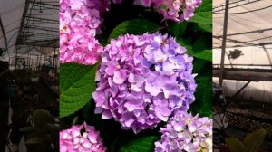Гортензия Бесконечное лето Обзор сортов