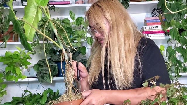 Repotting My Philodendron Paraiso Verde! смотреть онлайн
