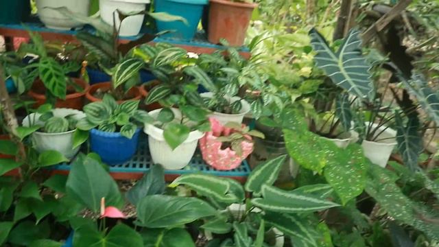 HOUSE PLANT COLLECTIONS/ MINI PLANT TOUR/ VLOG 1 #plantita #plants #houseplants #trending #viral