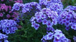 Мои любимые флоксы. Часть2