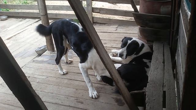 Бугай Алабай. День на сборы и с утра в дорогу. Спасибо всем кто приложил руку к этому путешествию! смотреть онлайн