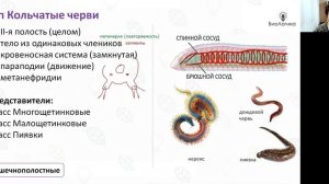 Лекция 34  Макроэволюция Беспозвоночные
