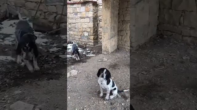 Гасконская гончая смотреть онлайн