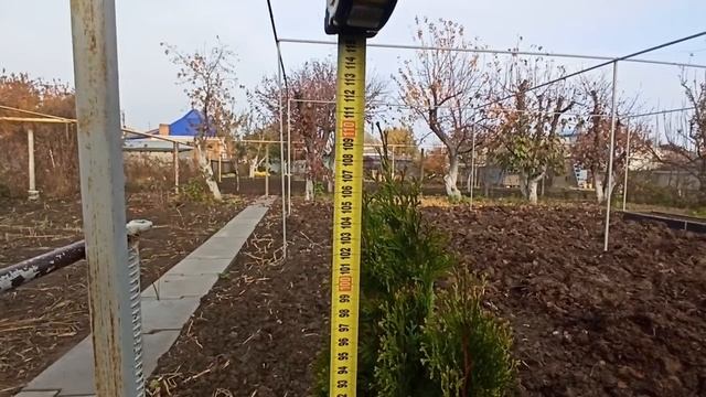 Замер роста туи за 2 года. смотреть онлайн