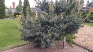 Сосна японская мелкоцветковая Негиши. Будем стричь в стиле ниваки.