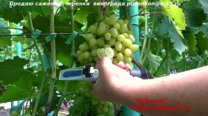 Виноград Кишмиш СОЛОМИЯ ранний, мускат, огромная гроздь,сладкая ягода! (Пузенко Наталья Лариасовна)