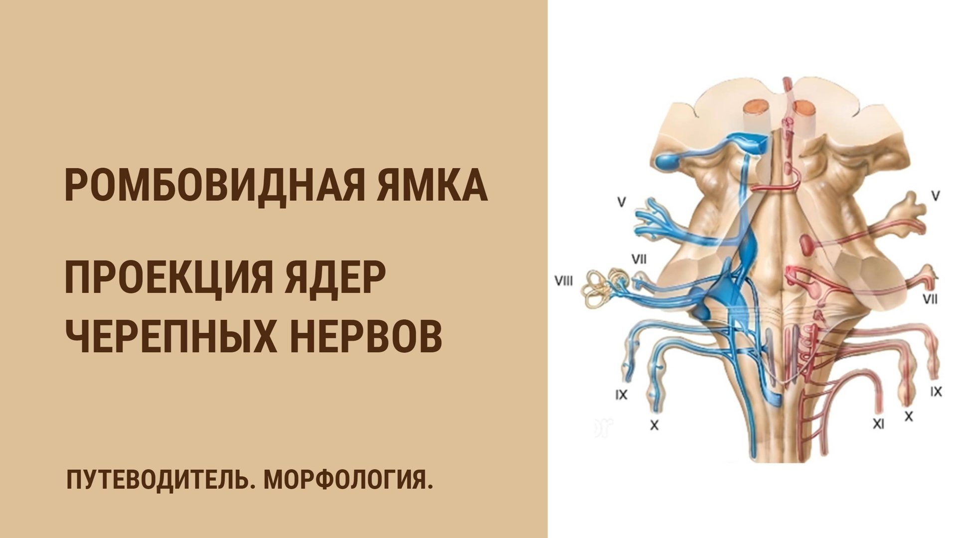 Ромбовидная ямка. Проекция ядер черепных нервов смотреть онлайн