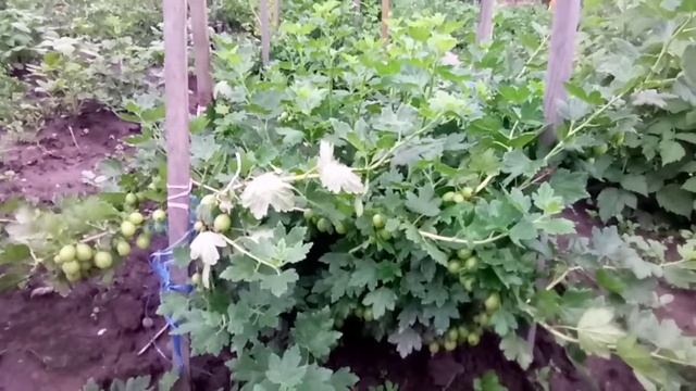 Очень крупный, урожайный и не колючий крыжовник сорта Пакс смотреть онлайн
