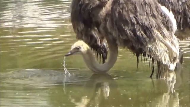Struthio camelus - Linnaeus, 1758 - HD - Autruche d'Afrique - Parc Zoologique de Paris - 06/2014 смотреть онлайн