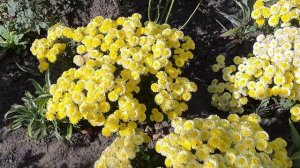 НУЖНА ЛИ ОБРЕЗКА ХРИЗАНТЕМЕ В ЗИМУ В ОТКРЫТОМ ГРУНТЕ.