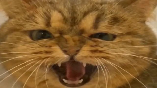 Бездомный огромный рыжий кот очутился в приюте и вдруг заговорил с людьми! смотреть онлайн