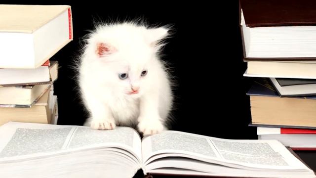 10 самых умных животных в мире смотреть онлайн