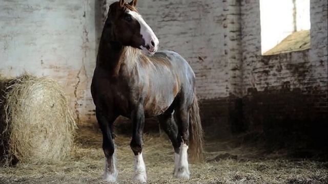 Лошадь Владимирский тяжеловоз особенности породы | Порода лошадей Владимирский тяжеловоз