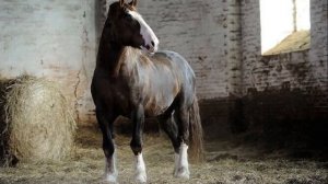 Лошадь Владимирский тяжеловоз особенности породы | Порода лошадей Владимирский тяжеловоз