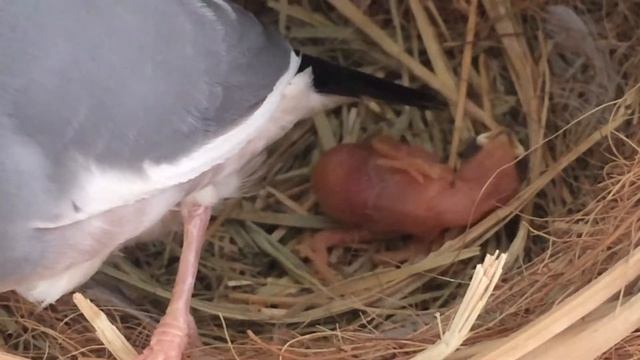 Рисовые амадины с птенцом смотреть онлайн