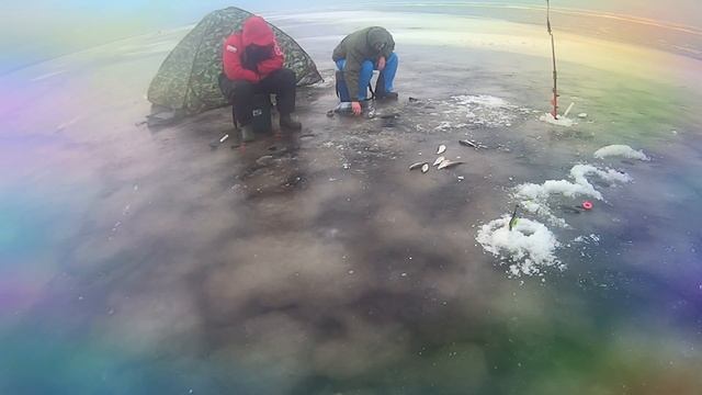 Чудское озеро зимняя рыбалка Отборная плотва д. Спицино Peipsi смотреть онлайн