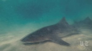 Акулы монстры. Самые необычные виды акул!