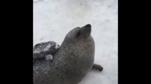 Тюлень хлопает по пузу 10 минут