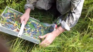 Собираем жимолость в лесу Приморья в июле 2017 г.