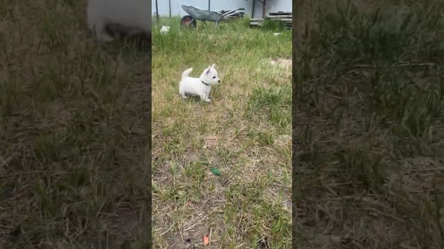 Вестики щенки #puppy #купитьщенка #щенкимосква #краснодарскийкрай #воронеж #щенки #стрижкасобак смотреть онлайн