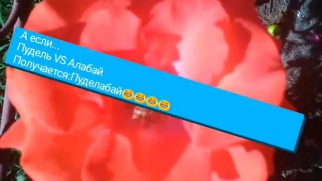 Скрещивание пород собак/#1/Рано Z