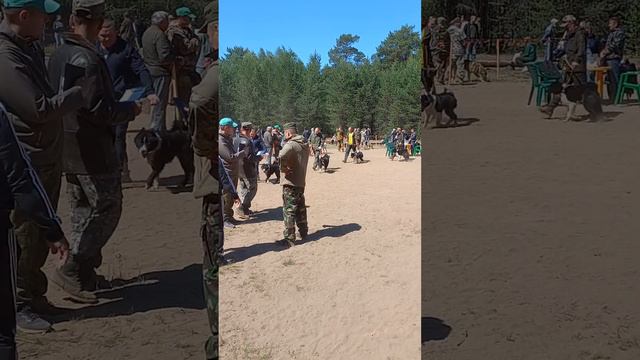 Юбилейная 75 Пермская выставка РЕЛ младшая группа кобели. смотреть онлайн