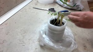 Рассада вытягивается  Баклажаны