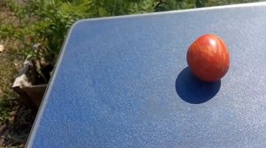 Мои помидоры из семян от Натальи Сморчковой - канал @vogorode.pro