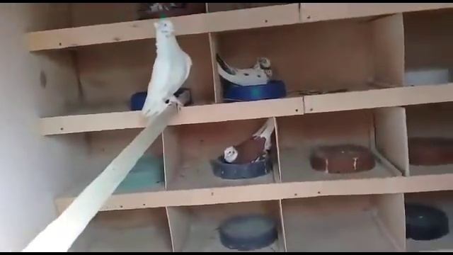 Андижанские Голуби / Andijan Pigeons / Porumbei De Andijan (Кузьмин В. Н,  Москвa  )