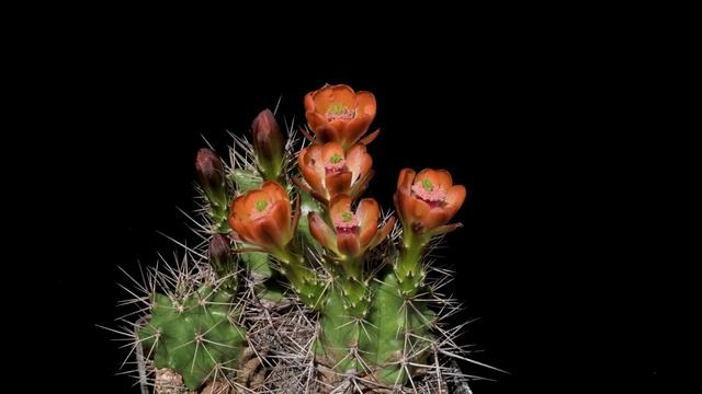 Echinocereus gurneyi, USA, Texas, Marathon, BW105 смотреть онлайн