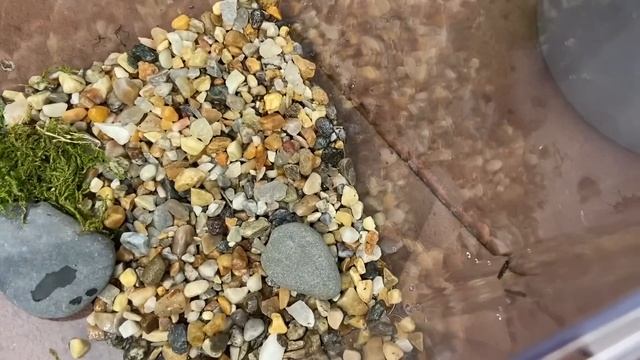 *NEW* BABY FROG TERRARIUM AQUARIUM SETUP! (TADPOLES TURNING INTO FROGS) смотреть онлайн