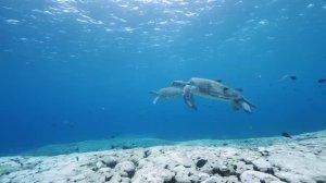 Черепаха.Большая черепаха[NEW] 3 HRS of 4K Turtle Paradise - Undersea Nature Relaxation Film