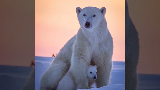 Какого цвета шерсть у белого медведя? смотреть онлайн