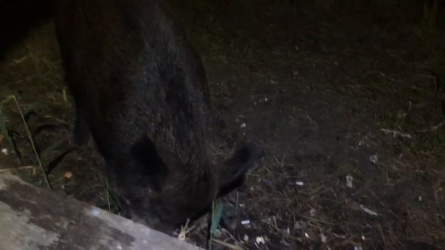 Кабаны на рыбалке маяки смотреть онлайн