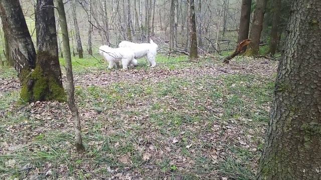 прогулка в лесу. наши домашние питомцы. южнорусская овчарка. смотреть онлайн