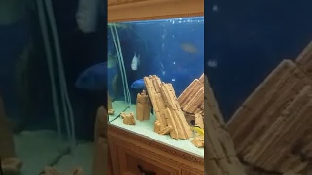 Камни керамические в аквариум смотреть онлайн