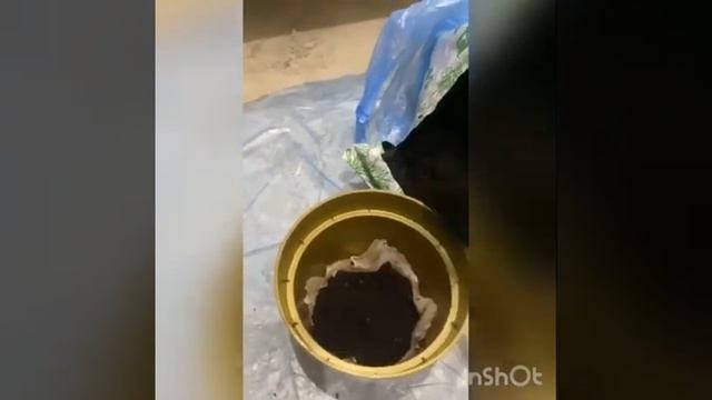 Пересадка плюща (Хедера)#Кориснівідео#Хедера смотреть онлайн